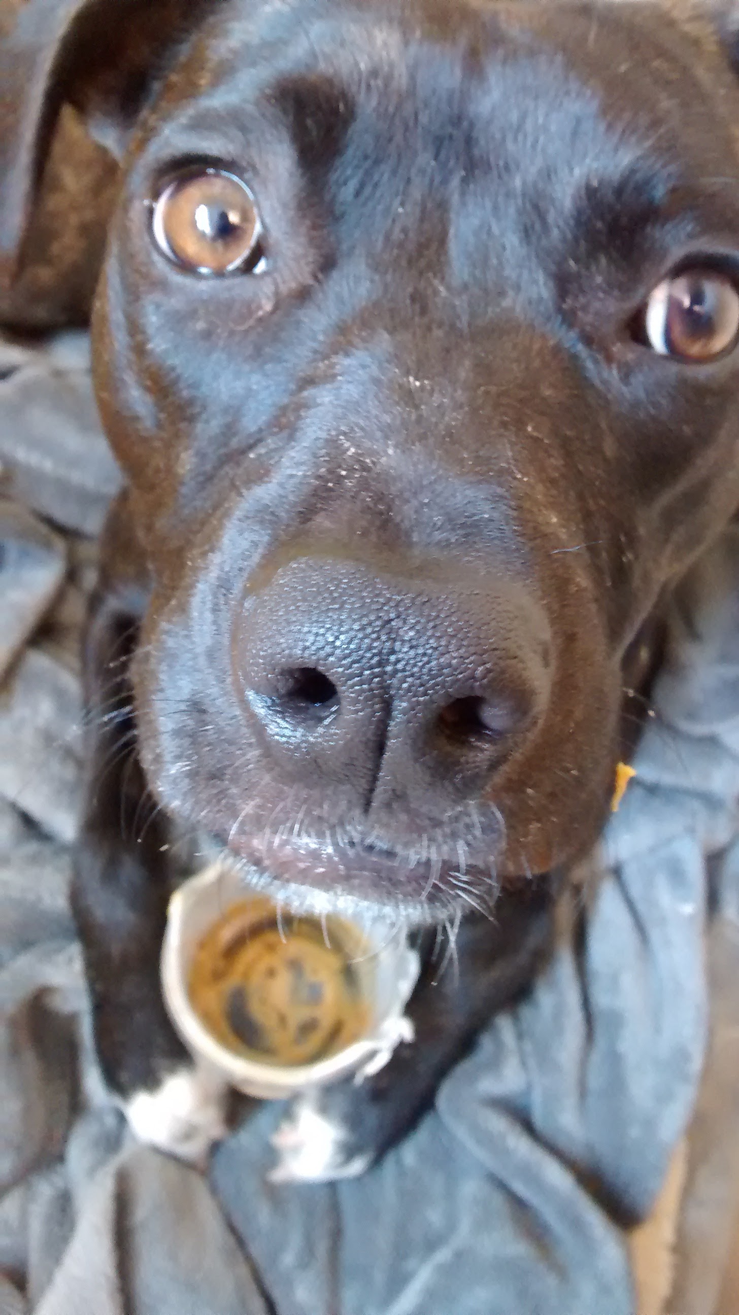 Close up of Neko holding an empty peanut butter jar between her paws